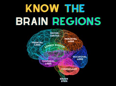 Regions of the brain