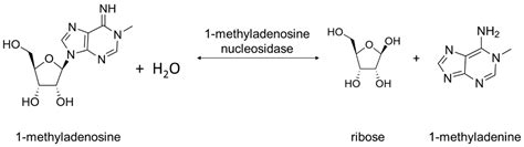 Ribonucleoside Hydrolases–Structure, Functions, Physiological Role and ...