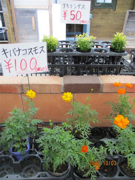 4種類限定！嬉しい！！ブリキ鉢20%OFF～30％OFF｜「庭夢」 外構・エスクテリア・花・ガーデニング・雑貨 愛知 安城市 岡崎市 刈谷市 ...