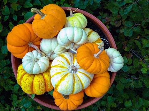 How To Grow Pumpkins In A 5 Gallon Bucket at Scott Paramore blog