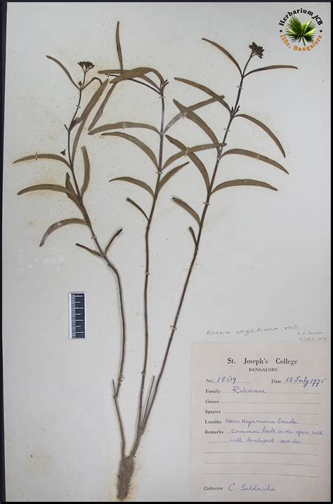 Herbarium JCB