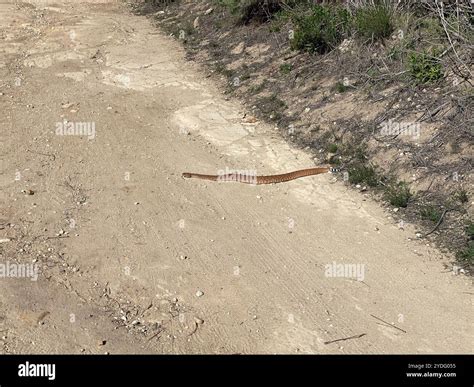 Red Diamond Rattlesnake (Crotalus ruber Stock Photo - Alamy