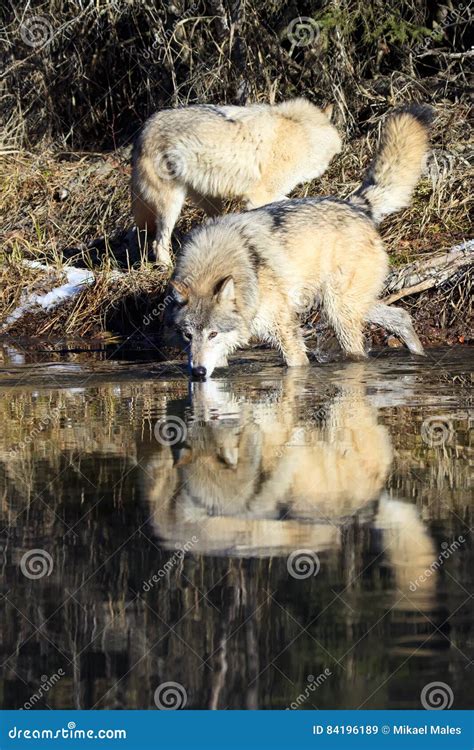Wild Timber Wolves Drinking Water Stock Image - Image of alpha ...