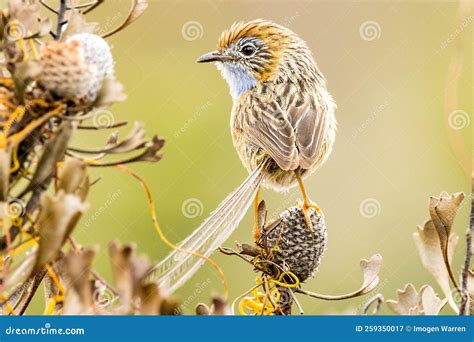 Southern Emu-wren in Western Australia Stock Image - Image of plumage ...
