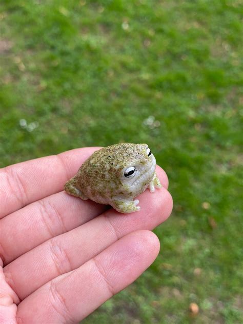 Baby black rain frog figurine – Artofit