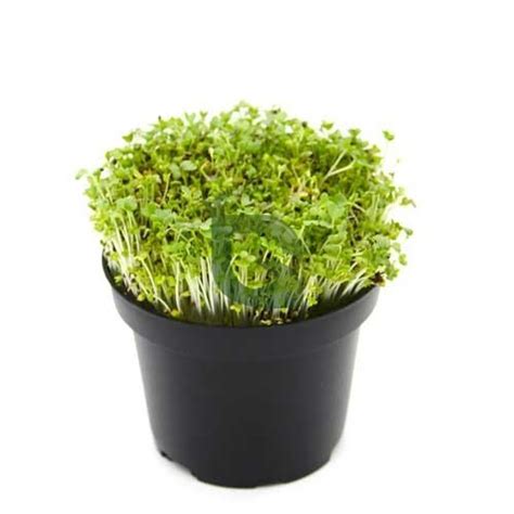 Mizuna Green Microgreen Seeds – Non-Hybrid, Non-GMO – Buy Online
