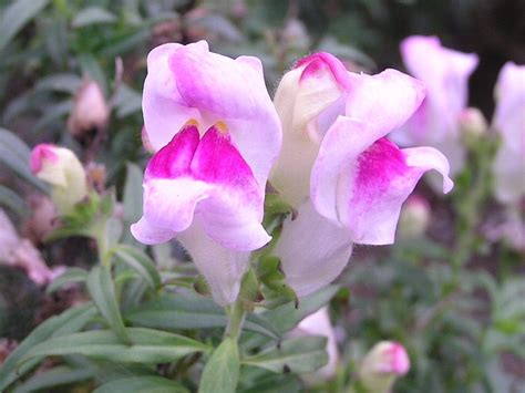 キンギョソウ に対する画像結果