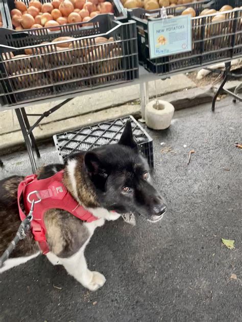 Healthy Organic Food 的图像结果