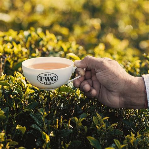 5 Unique TWG Tea Blends You Must Try – The Wellness Store