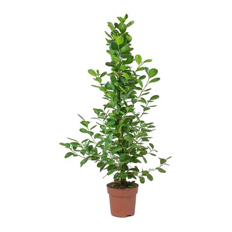 Ficus microcarpa Moclame - Indian Laurel - Indoor Plants - Hortology
