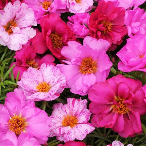 Carpet Creeping 10000+Mixed Portulaca Moss Rose Seeds for Planting ...