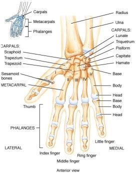 The Science Of Tattoos Worksheet Answers - Scienceworksheets.net