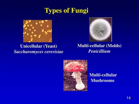 Fungi Types With Examples at Sara Sugerman blog