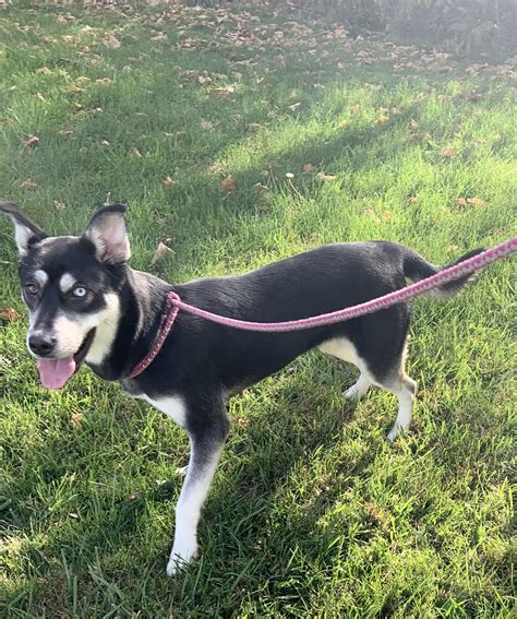 Massena Humane Society | Adopt Don't Shop