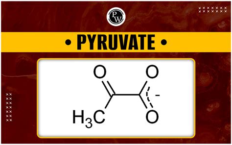 Image result for Pyruvate Molecule