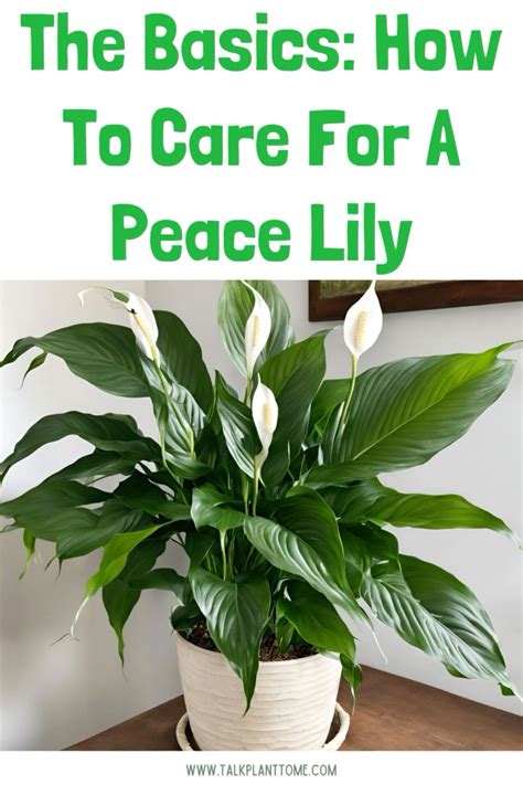 120 Peace lily plant ideas in 2025 | peace lily plant, peace lily ...