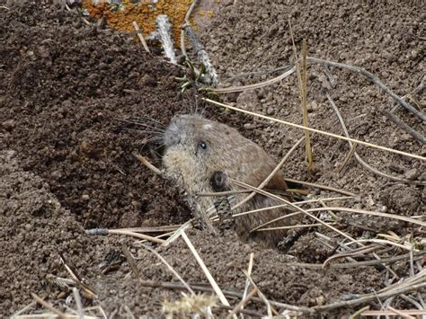 wildlife wednesday — Pocket gophers — Estes Valley Watershed Coalition ...