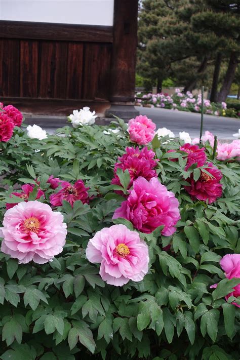 Japanese Peony Flower Bowl Of Beauty Peony – Brecks Canada