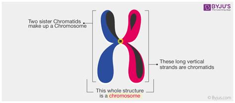 Image result for Chromosome Microarray Test