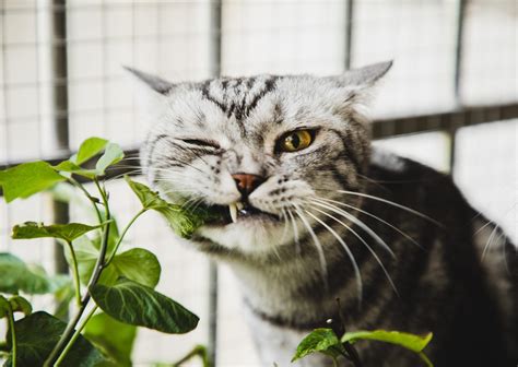 Are Lilies Toxic to Cats and Dogs? - Birds and Blooms