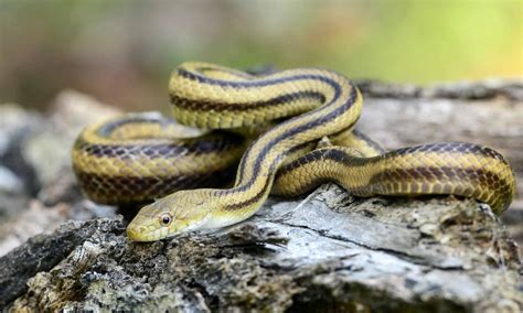 Discover 38 Snakes Found In South Carolina (6 are Venomous!) - A-Z Animals