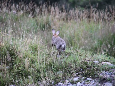 Predators Of Bunnies