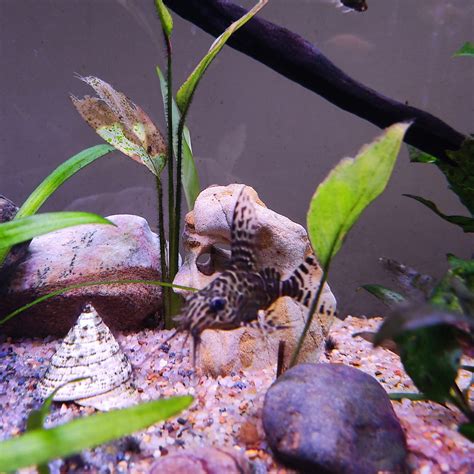 Can Fish See Water? Fish Vision and Other Curiosities