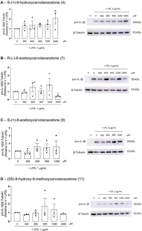 Synthesis of Carvone Derivatives and In Silico and In Vitro Screening ...