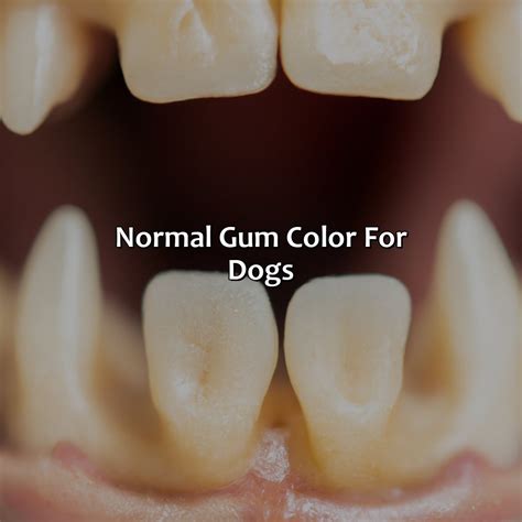 What Color Should A Dogs Gums Be - colorscombo.com