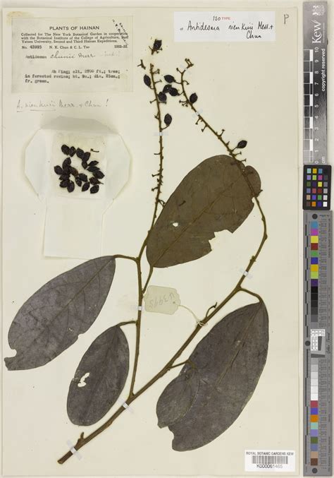 Antidesma nienkui Merr. & Chun | Plants of the World Online | Kew Science