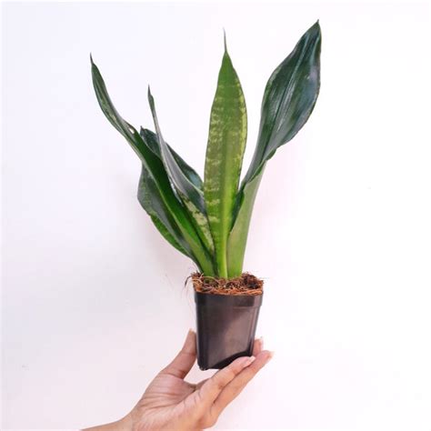 Ornamental Plants – Orchid-Tree