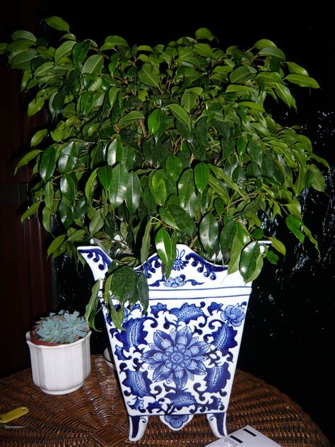 Air Filtering Plants for Home – Gardeners Tips