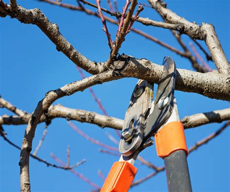When to prune trees – experts reveal the best timings,…