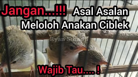 merawat ciblek - Featured Image