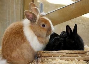 Image result for Cute White Bunny Rabbits