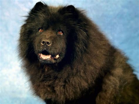 chow chow Dog Images « Pet Dog Breeds | Chow Chow Dogs Images ...