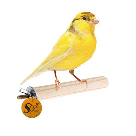 Sage Square Natural Habitat Wooden Bird Perch/Stand/Toy (4 Inches/10 Cm ...