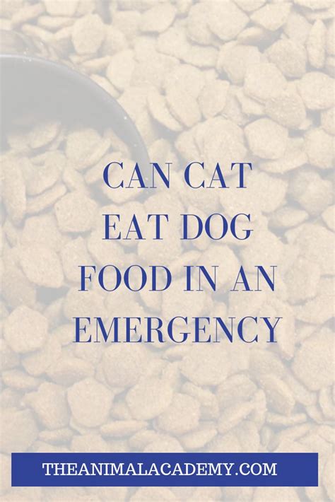 can cats eat dog food