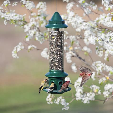Brome Squirrel Buster Plus Squirrel-proof Bird Feeder w/Cardinal Ring ...