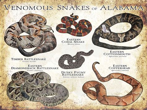 Venomous Snakes of Alabama Poster Print
