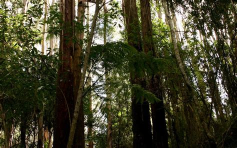 Great Otway National Park, victoria, Australia - Top Attractions ...