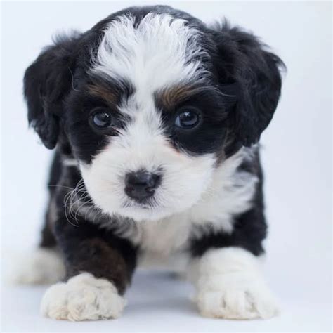 Cómo pronunciar perro en inglés - tuveterinario24.es