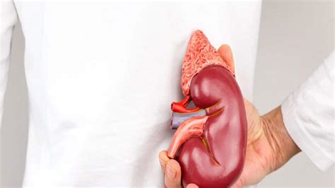 Creatinine: রক্তে ক্রিয়েটিনিন বাড়া মানেই কিডনি অকেজো হচ্ছে ...