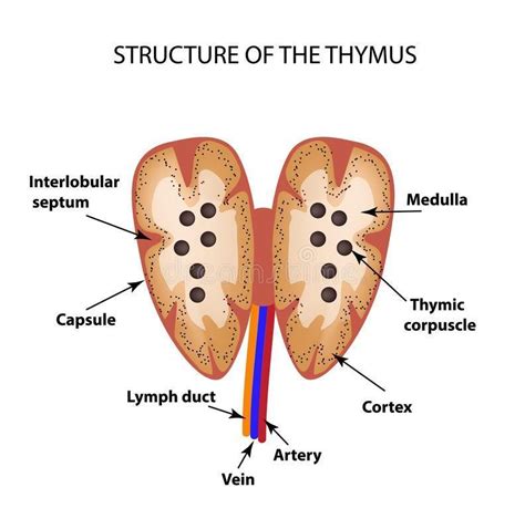 Thymus gland diagram - Brainly.in
