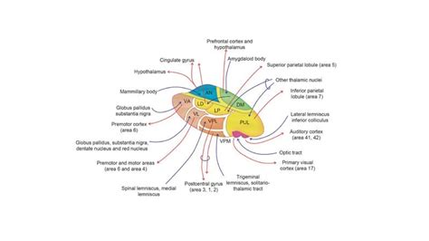 THALAMUS & HYPOTHALAMUS TOPIC PRESENTATION | PPTX