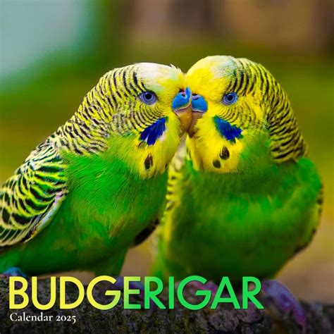 Buy Budgerigars 2025: Celebrate the Beauty of Budgies with Stunning ...