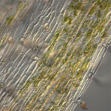 Undergraduate EEB course descriptions | Ecology and Evolutionary Biology