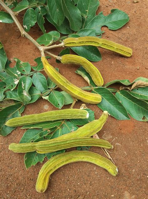 Ice Cream Bean Live Plants (Inga Edulis) – veliyathgardens