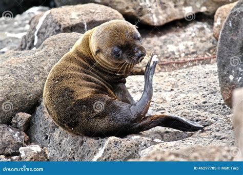 Baby Galapagos sea lion stock image. Image of alone, beach - 46297785