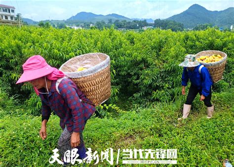 湄潭：增绿添彩美乡村 生态效益促脱贫